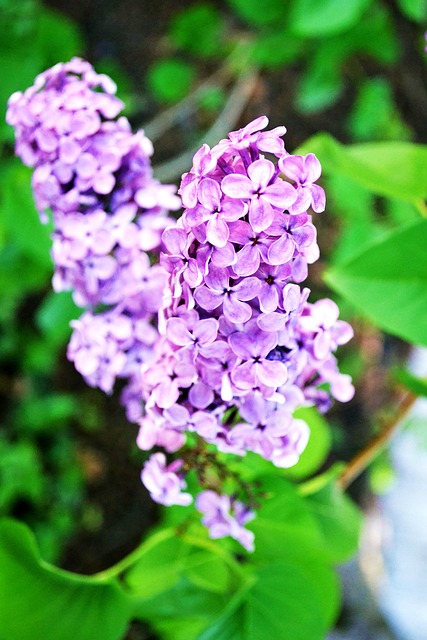 Lila, Blumen, Natur, Feder, Blüte