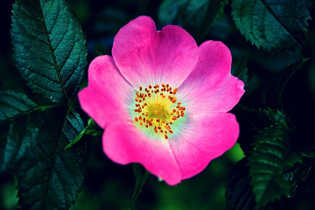 Rosa, Rose, Blume, Gelb, Schöne Blumen
