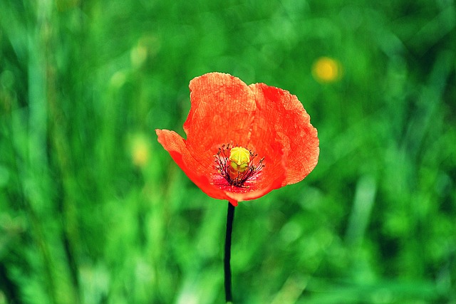 Mohn, Blumen Hintergrund, Blume, Natur