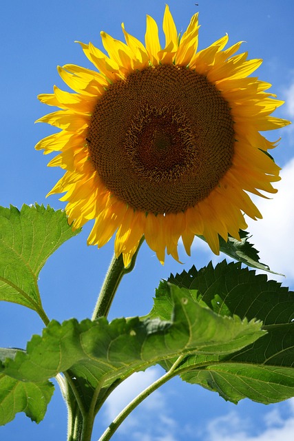 Sonnenblume, Blume, Blüte, Gelb, Sommer