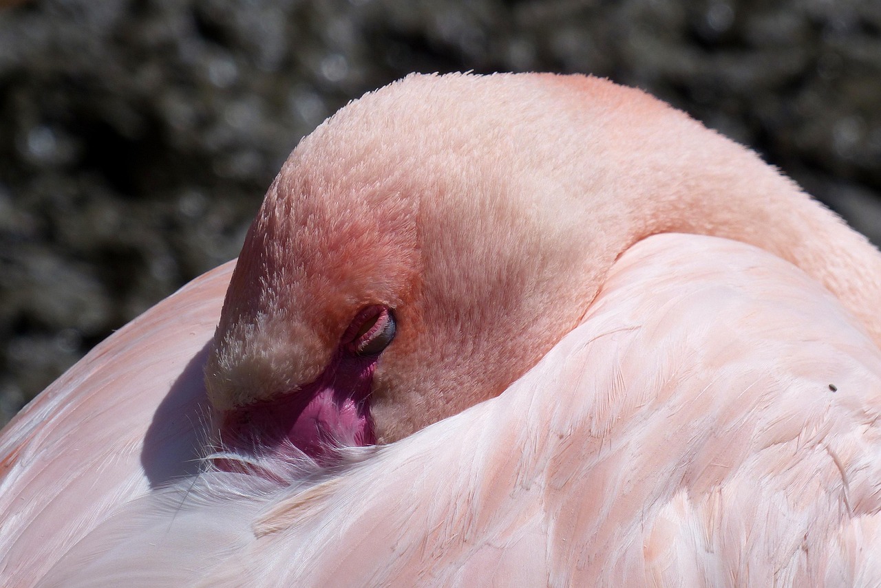 Flamingo Exótico Pássaro - Foto gratuita no Pixabay - Pixabay