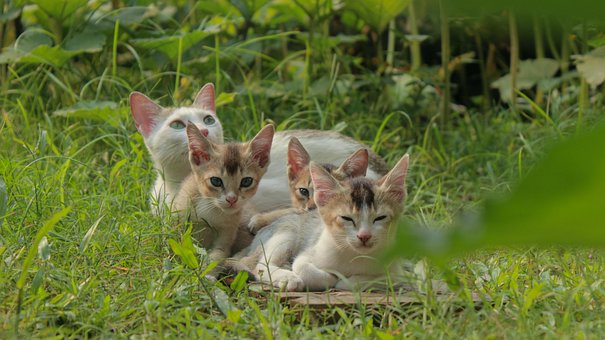 Kat, Kat Familie, Sød, Kæledyr, Kitty
