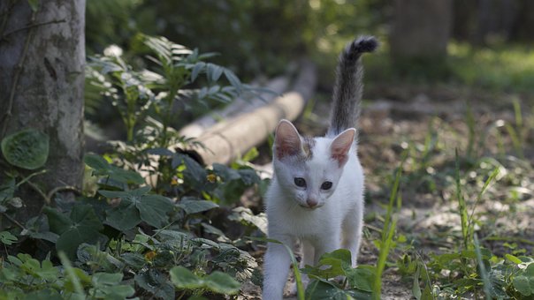 Kat, Pussycat, Kitty, Sød, Killing