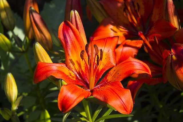 Lily Au Naturale