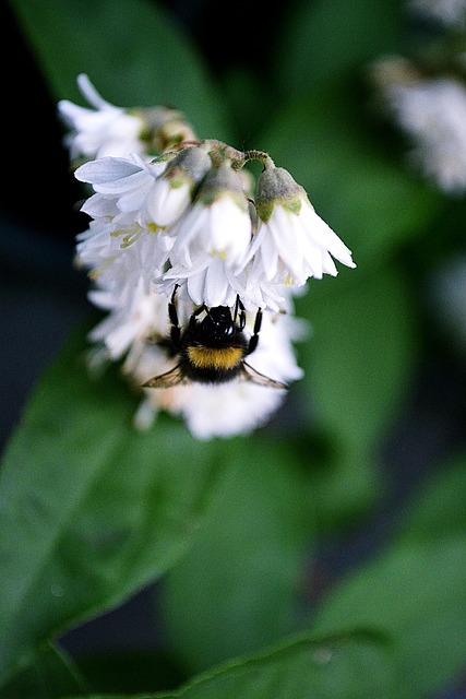 Blumen, Blumen Hintergrund, Weiß, Hummel