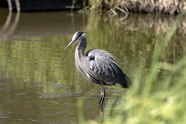 Free Blue Heron Bird photo and picture