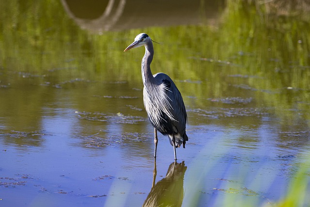 Free Blue Heron Bird photo and picture