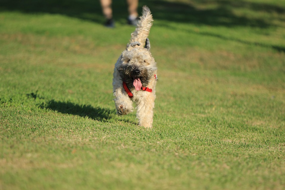 Perro, Raza, Terrier, Feliz, Ejecución, Parque