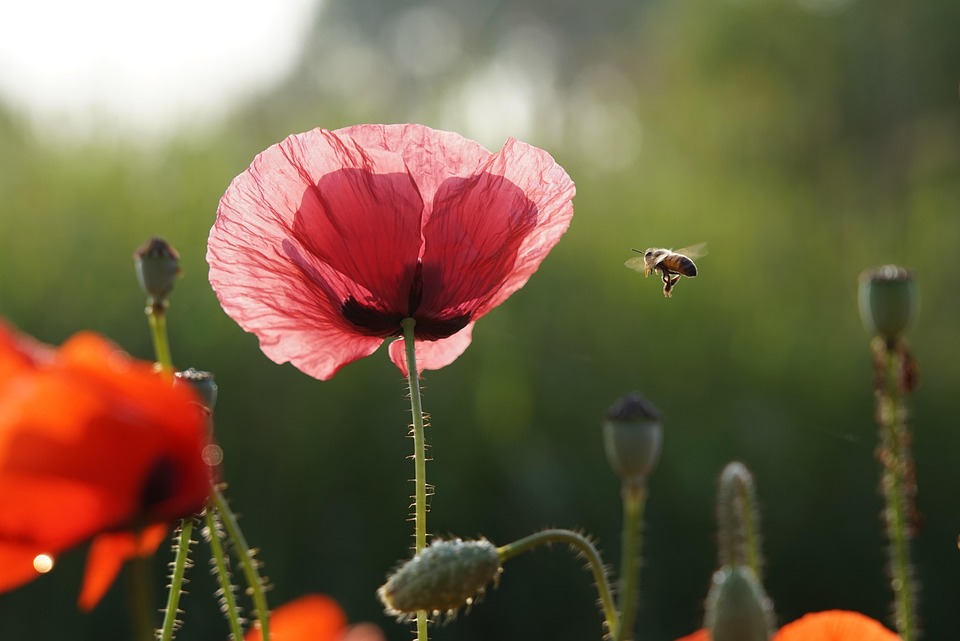 Poppy Flower Red - Free photo on Pixabay