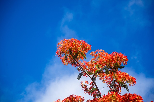 Delonix Regia, Blume, Himmel, Landschaft