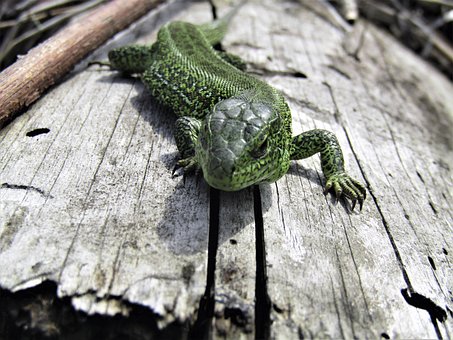Eidechse, Grün, Reptil, Tiere, Die Natur