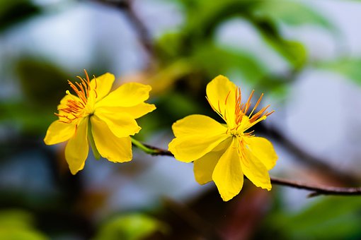 Blüte, Gelb, Blumen Hintergrund, Blumen