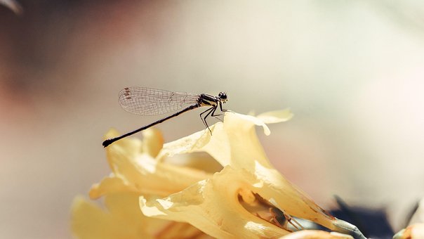 Dragonfly, Insekt, Natur, Natürliche