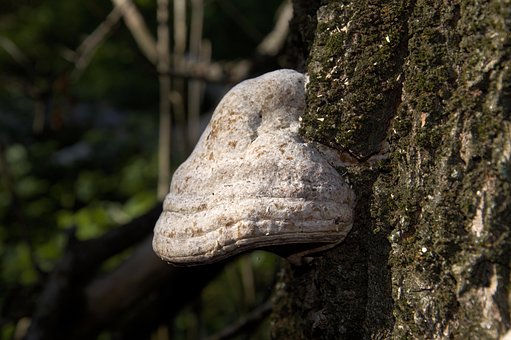 Cogumelo, Árvore, Natureza, Tronco