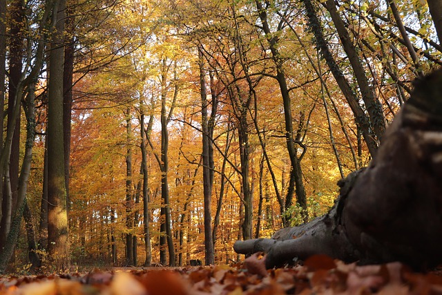 Fall Forest Path Mood - Free photo on Pixabay - Pixabay