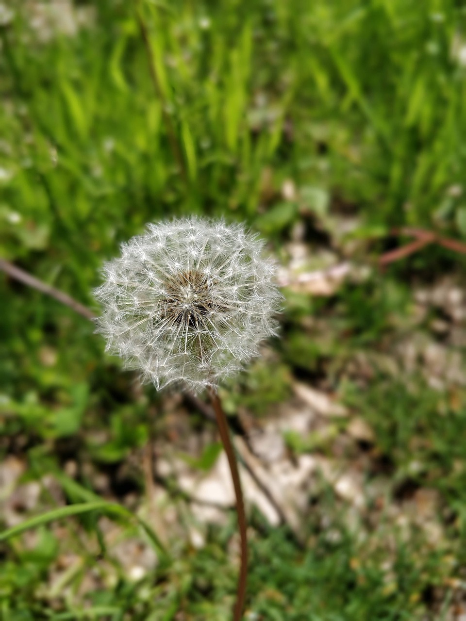 春天 花 种子 - Pixabay上的免费照片 - Pixabay