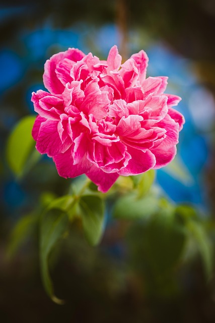 Rose, Blume, Blumen Hintergrund