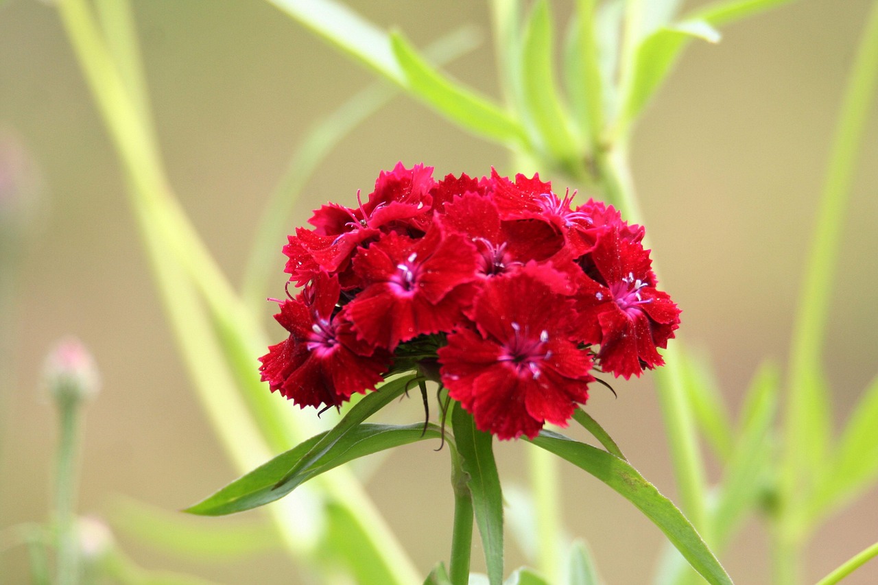 Bunga Merah Taman - Foto gratis di Pixabay - Pixabay