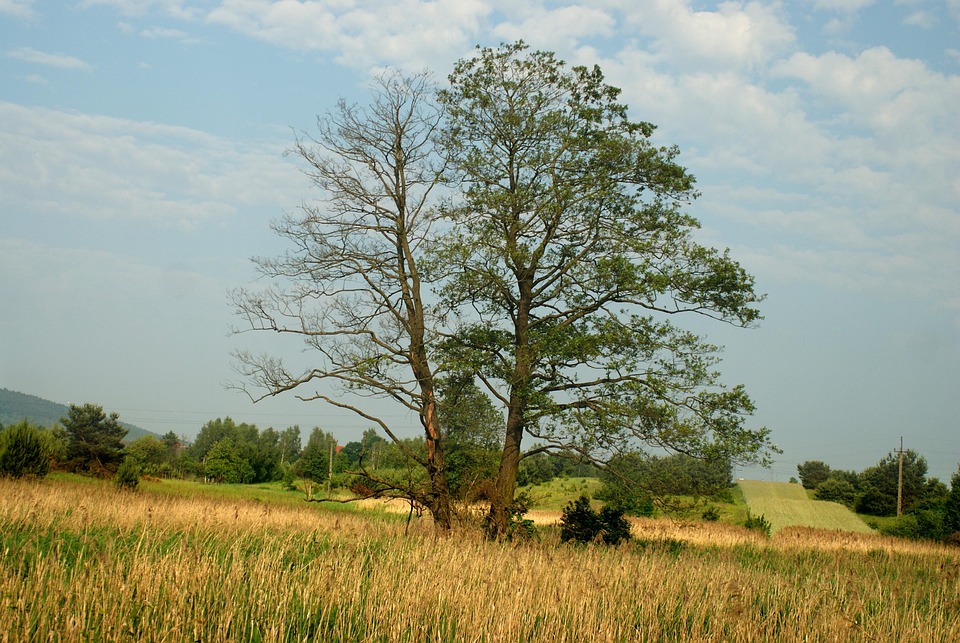 tree-4276224_960_720.jpg