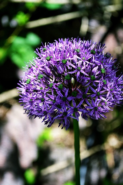 Blume, Lila, Schöne Blumen, Blüte, Natur