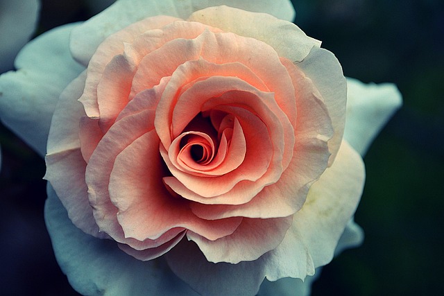 Rose, Rosa, Blume, Natur, Liebe, Blüte
