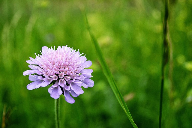 Violett, Blume, Natur, Pflanze, Lila