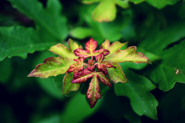 Pflanze, Blätter, Natur, Grün, Blatt