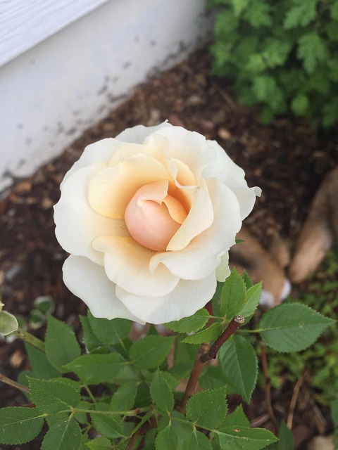 Free Flower Flower Wallpaper photo and picture