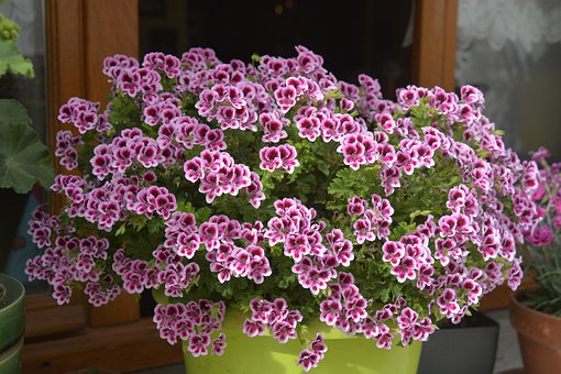 Free Flowers Geranium photo and picture