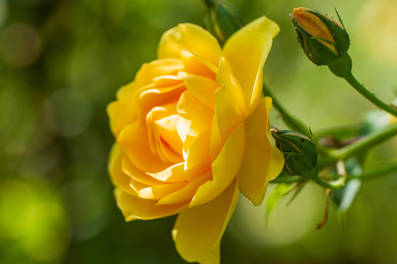 More than 4,000 Yellow Rose Wallpapers [HD] - Pixabay