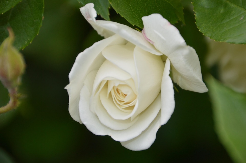 Rose Plante Fleur Photo Gratuite Sur Pixabay