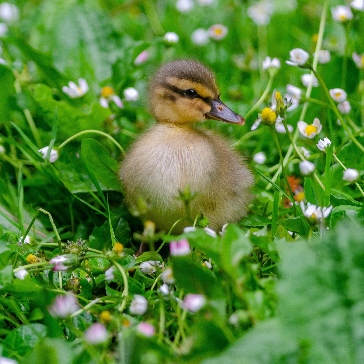Cute Baby Ducks Cute Baby Ducks