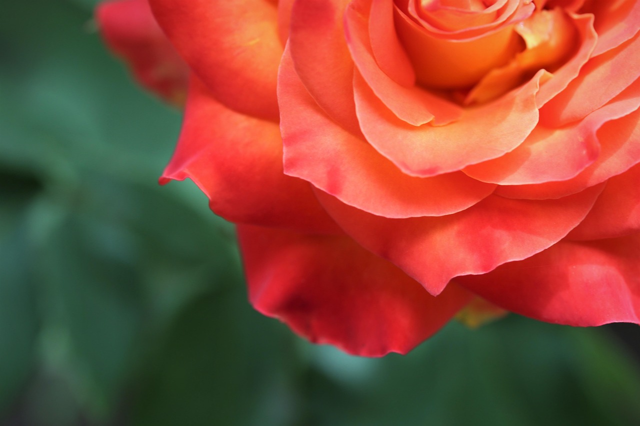 Jaune Rouge Rose Jaune Rouge Alinka - Photo gratuite sur Pixabay - Pixabay