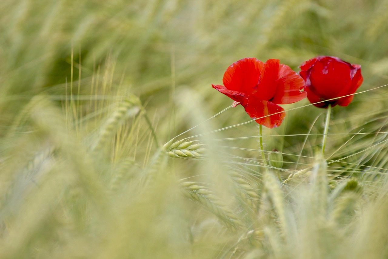 罂粟 场地 夏天 - Pixabay上的免费照片 - Pixabay