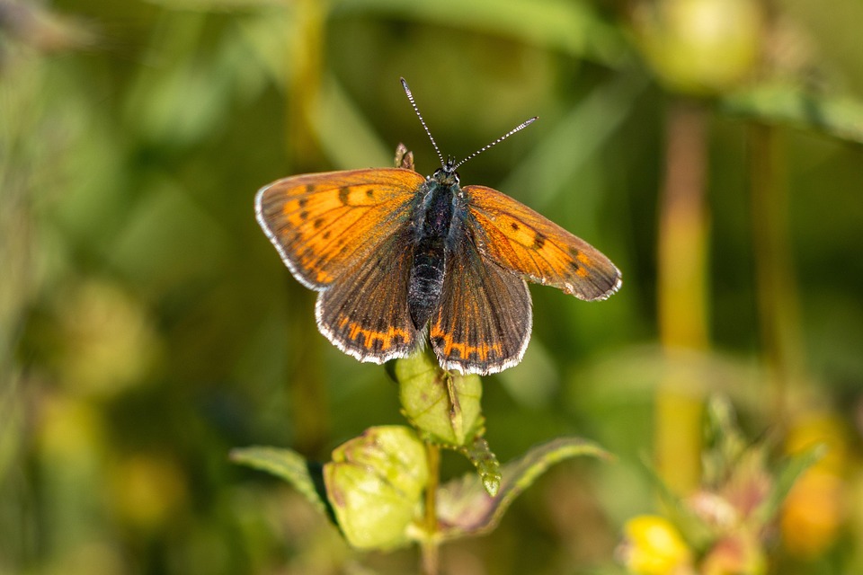 Faltered Image Feu Falter Papillon Papillons - Photo gratuite sur Pixabay - Pixabay