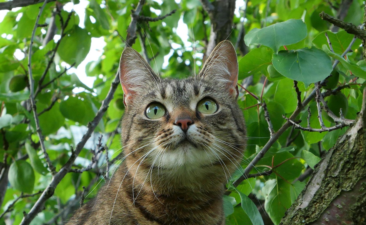 Cat Tree Animal Free photo on Pixabay Pixabay