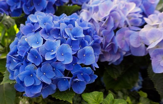 アジサイ, 青, 花, アジサイの花, アジサイ, アジサイ, アジサイ