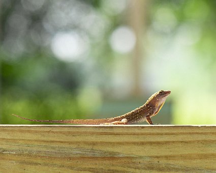 Cuban Brown Anole, Florida, Eidechse