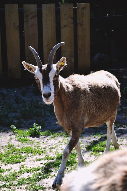 Ziege, Natur, Tier, Säugetier, Hörner