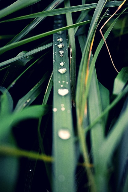 Gras, Grün, Natur, Sommer, Draussen