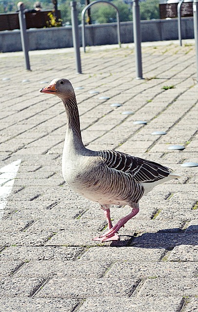 Gans, Vogel, Natur, Tier, Gänse