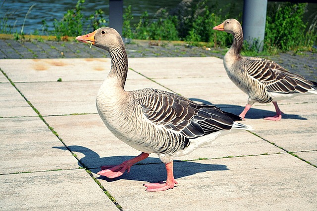Gans, Vogel, Natur, Tier, Gänse, Gruppe