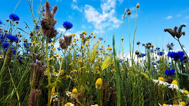 Vildblomster, Mark, Natur, Flora, Sommer