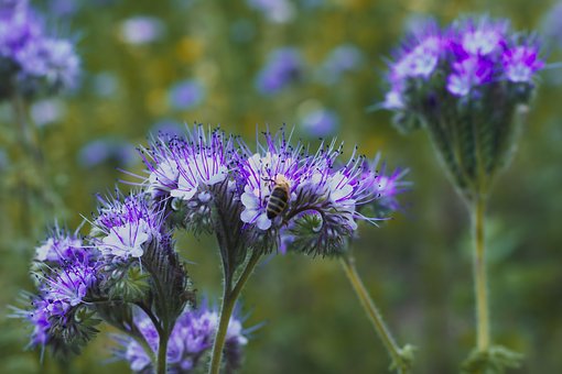 Bloesems, Bij, Bloem Behang, Weide