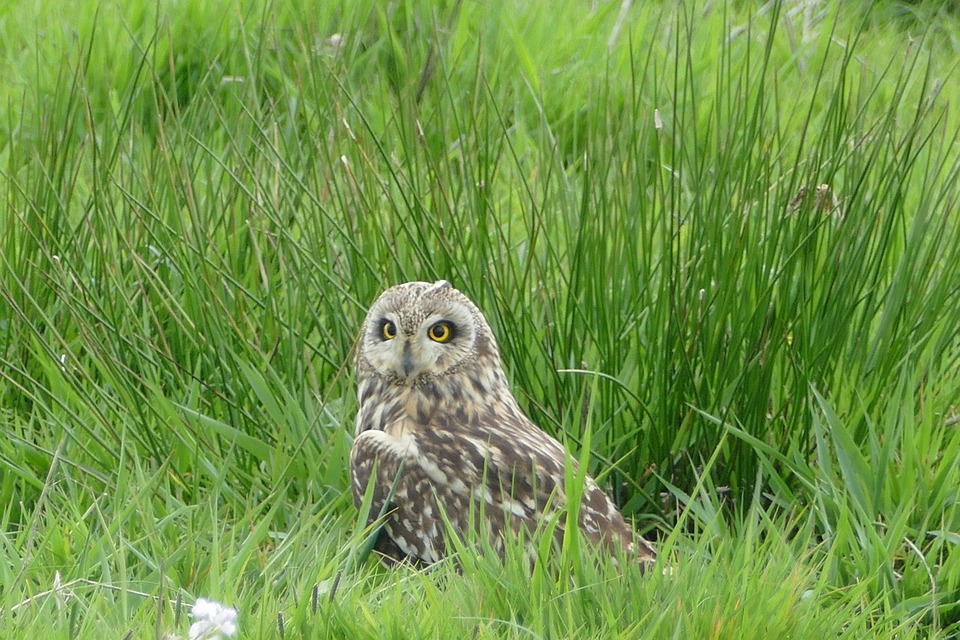 Sumpfohreule, Eule, Seltener Vogel, Federn, Natur