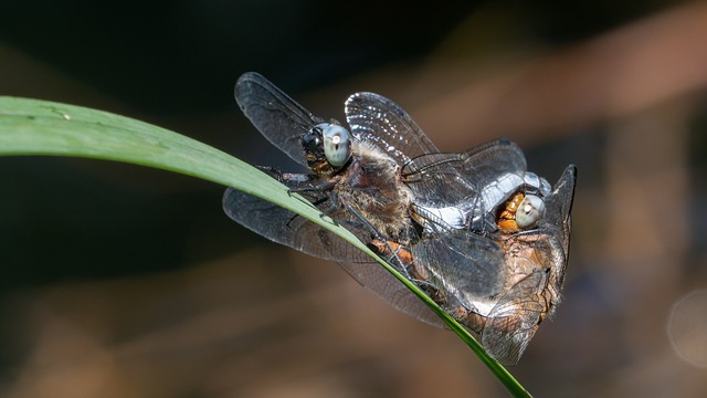 Libelle, Insekt, Makro, Kupplung