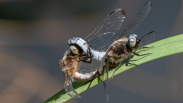 Libelle, Insekt, Makro, Kupplung