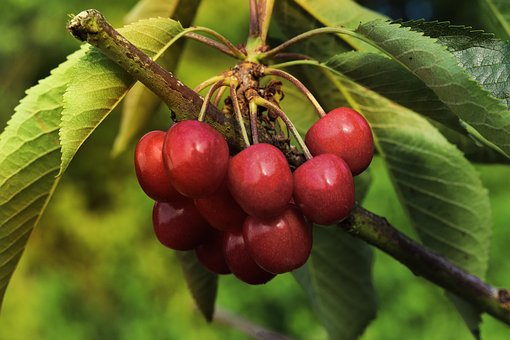 Kersen, Fruit, Rood, Rijp, Vers, Lekker