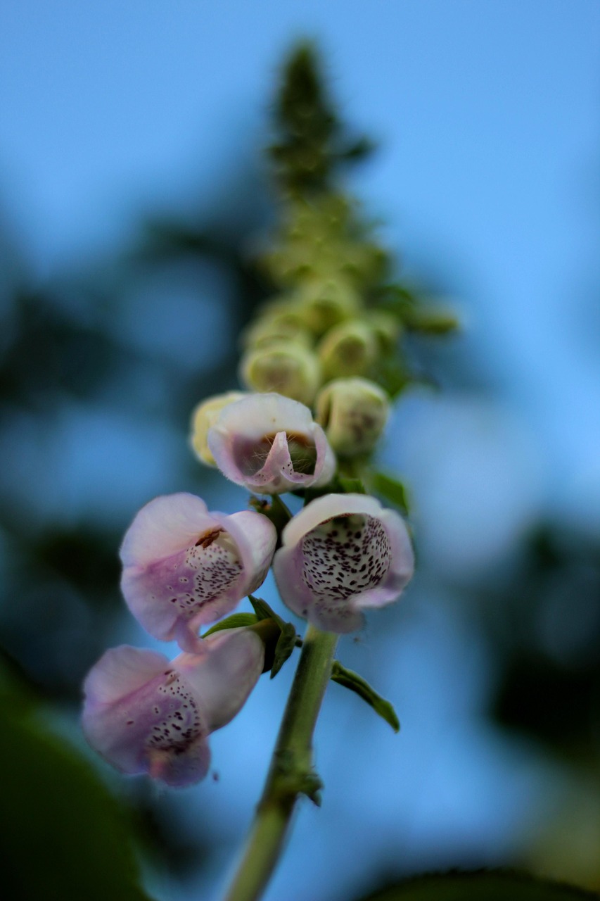 Digitalis Foxglove Pink Free photo on Pixabay Pixabay