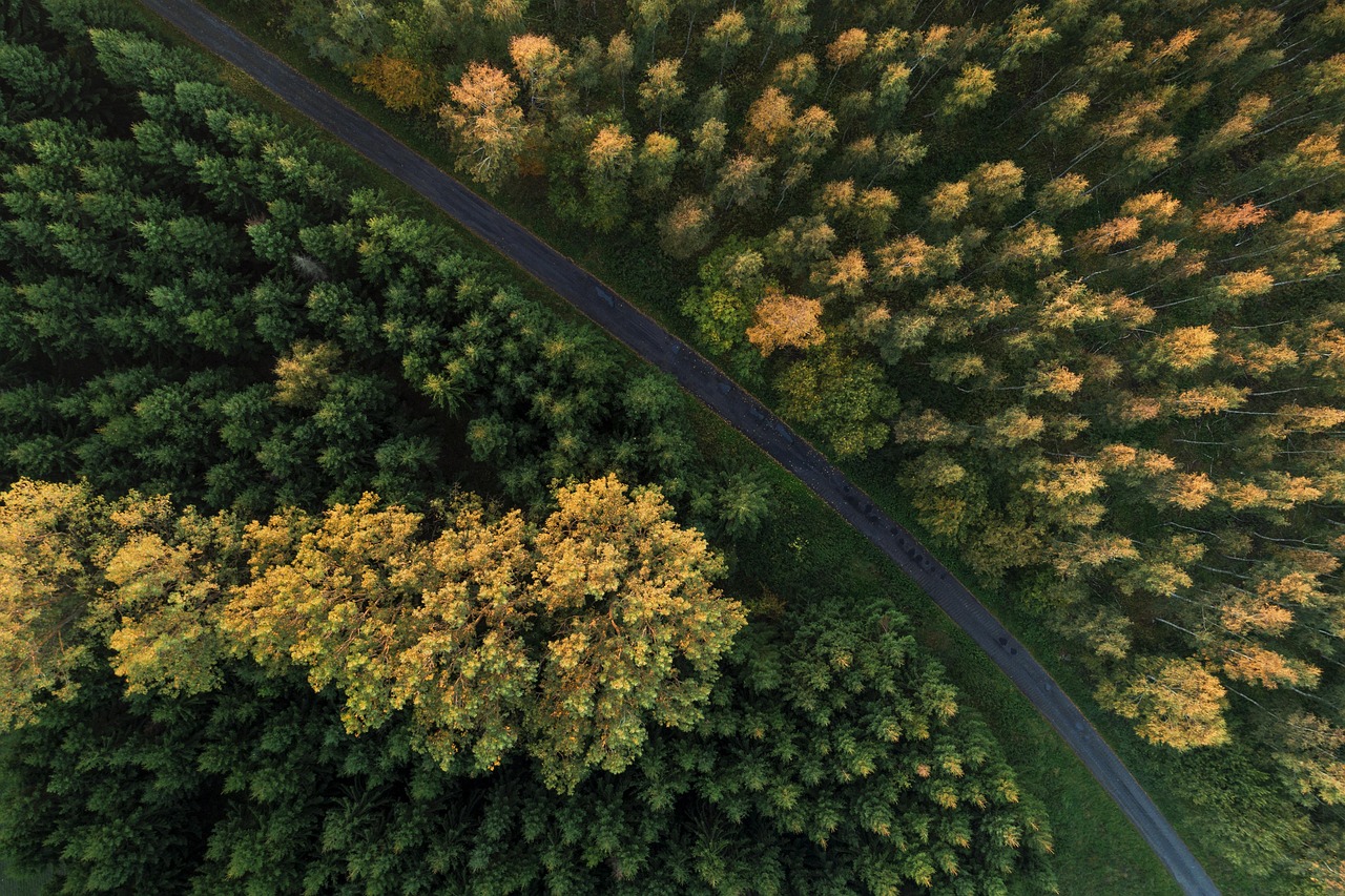 Forest - free online jigsaw puzzle photo